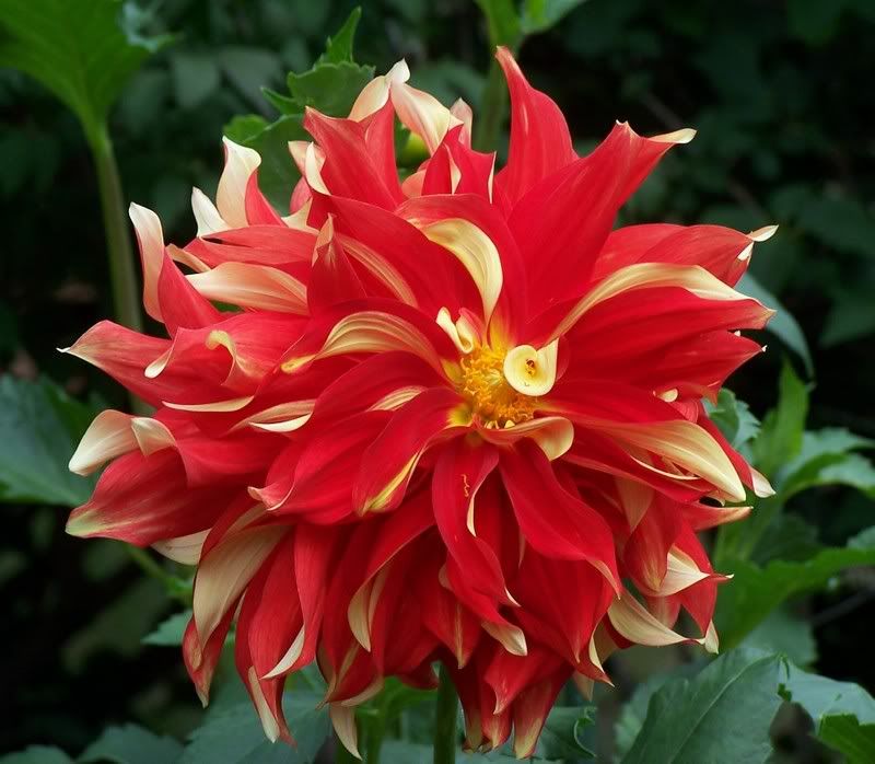 Photobucket - Video and Image Hosting