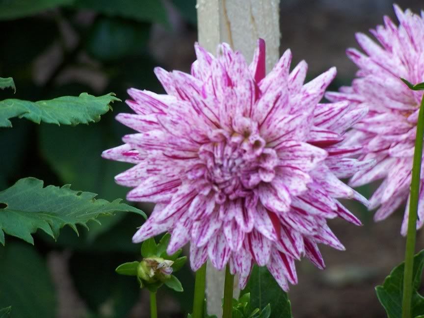 Image hosted by Photobucket.com