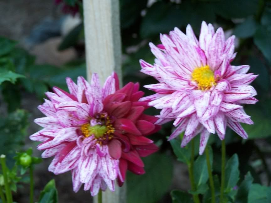 Image hosted by Photobucket.com