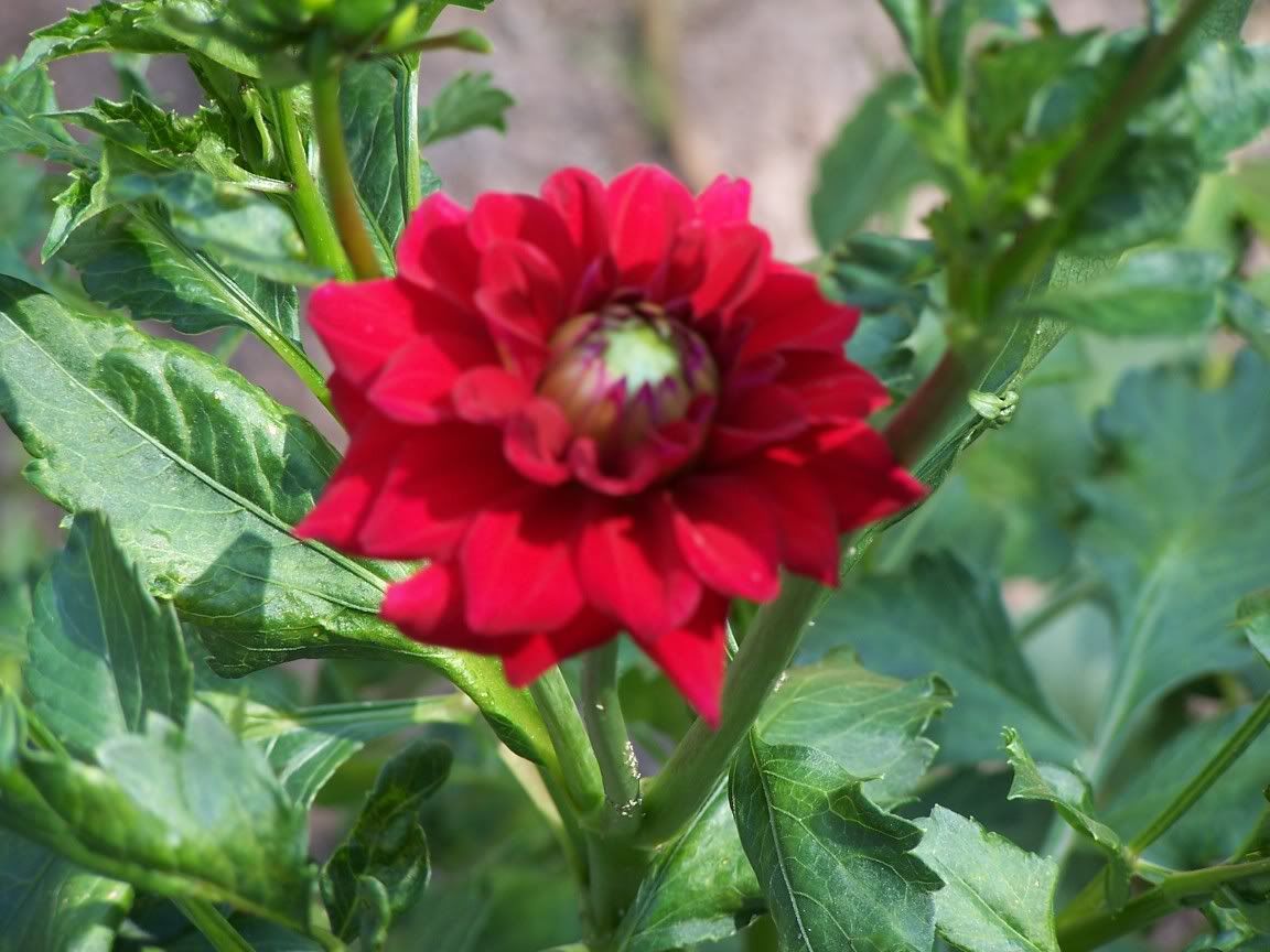 Image hosted by Photobucket.com