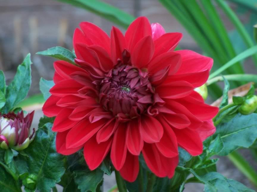 Image hosted by Photobucket.com