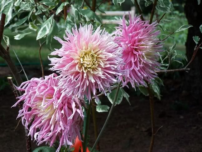 Image hosted by Photobucket.com