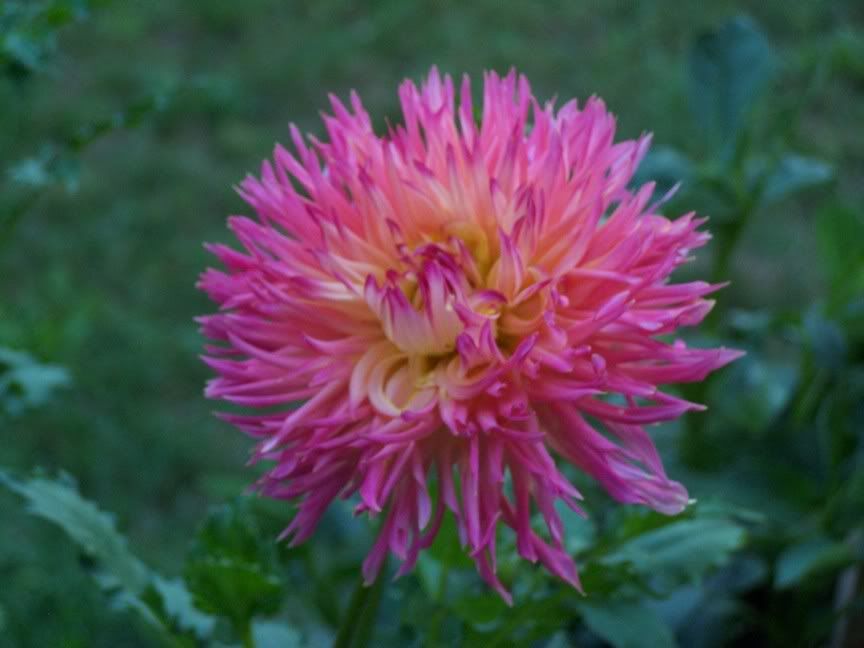 Image hosted by Photobucket.com