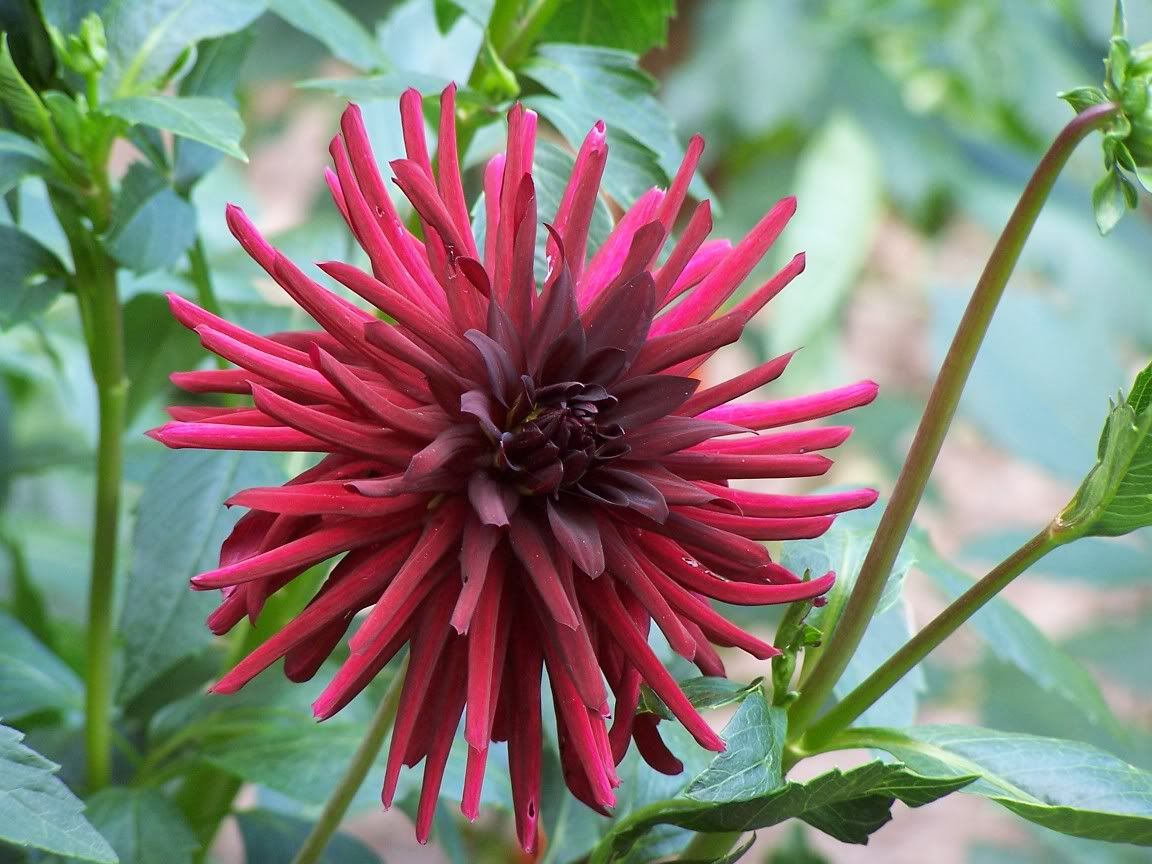 Image hosted by Photobucket.com