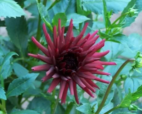 Image hosted by Photobucket.com