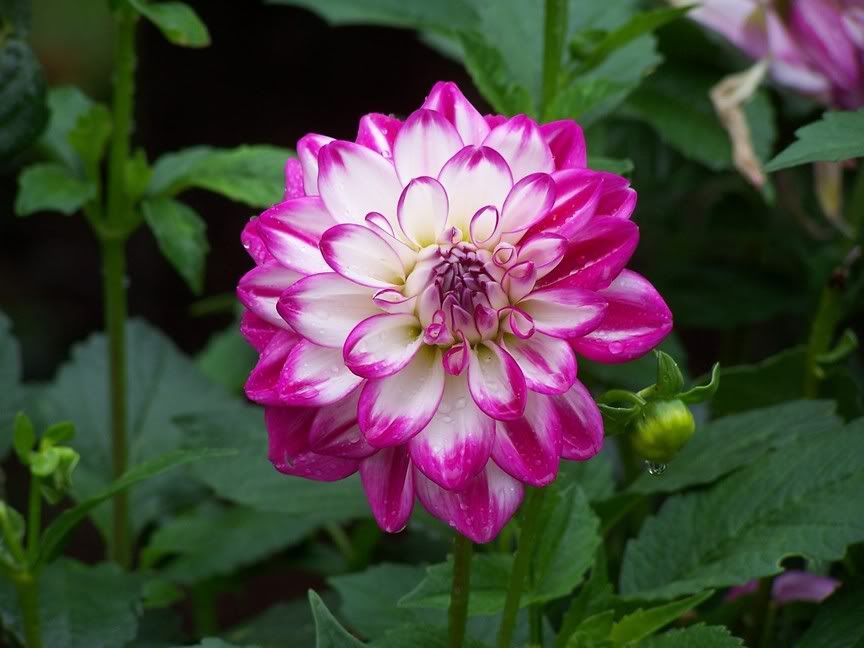 Image hosted by Photobucket.com