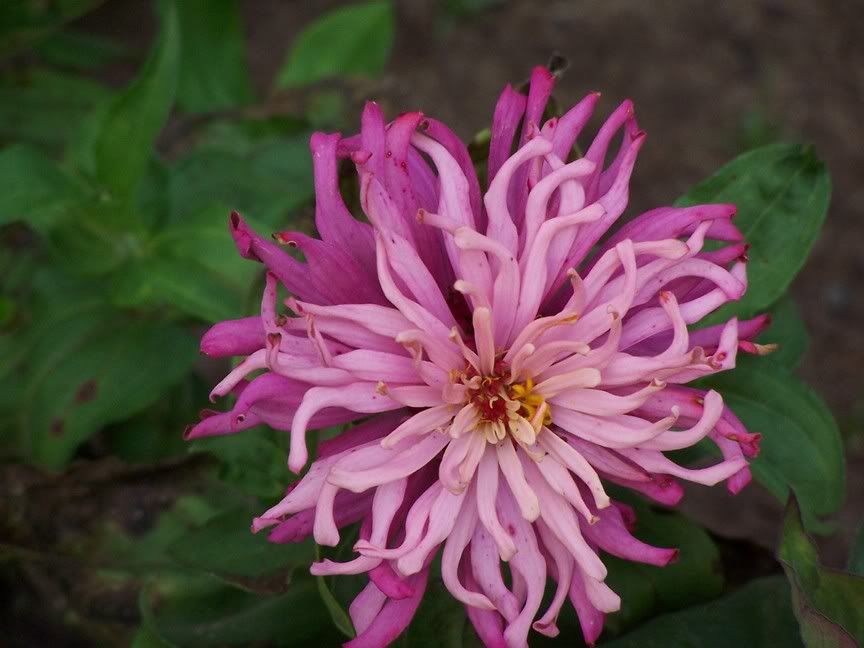 Image hosted by Photobucket.com