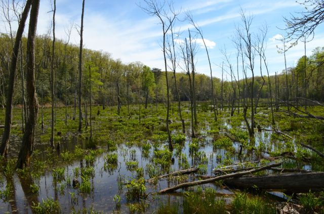  photo swamp.jpg