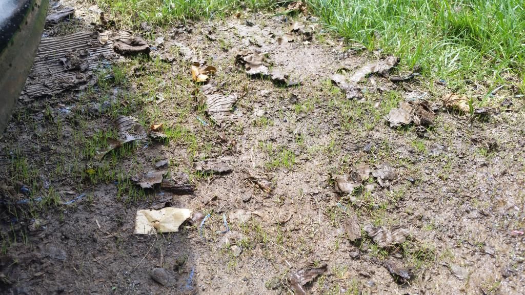 Tall fescue/Thermal bluegrass summer germination test Lawn Care Forum