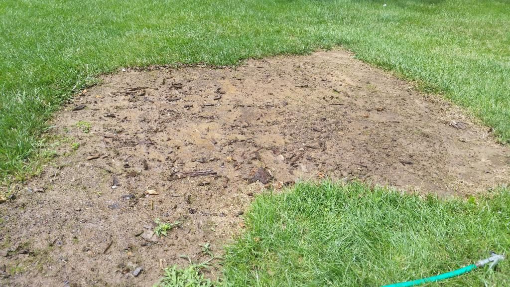 Tall fescue/Thermal bluegrass summer germination test | LawnSite.com