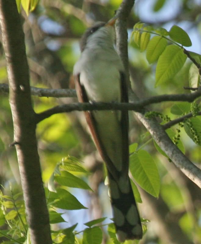 IMAGE: http://img.photobucket.com/albums/v426/sarahbn/may-june%202007/IMG_0138_edited-1.jpg