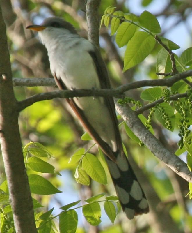 IMAGE: http://img.photobucket.com/albums/v426/sarahbn/may-june%202007/IMG_0139_edited-1.jpg