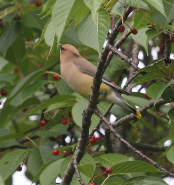 IMAGE: http://img.photobucket.com/albums/v426/sarahbn/may-june%202007/IMG_0807_edited-1-1.jpg