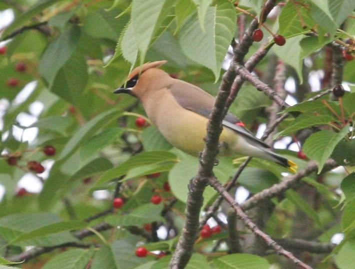 IMAGE: http://img.photobucket.com/albums/v426/sarahbn/may-june%202007/IMG_0808_edited-1.jpg