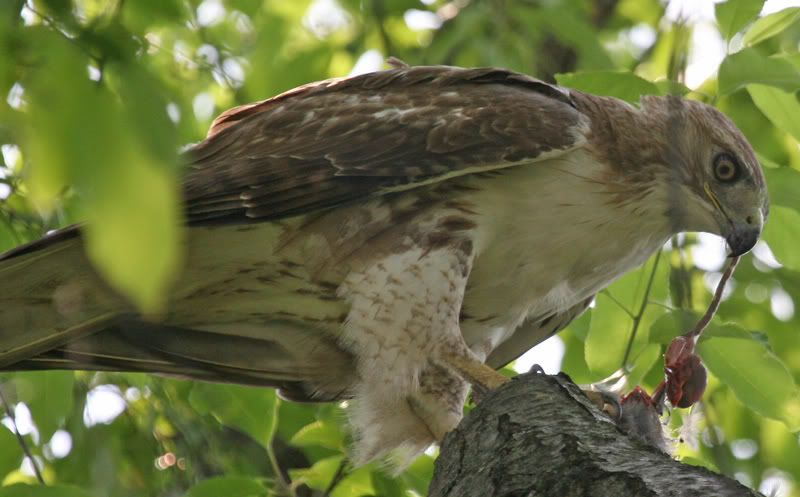 IMAGE: http://img.photobucket.com/albums/v426/sarahbn/may-june%202007/redtail%20eating%20catbird%20in%20yard/IMG_0536_edited-1.jpg