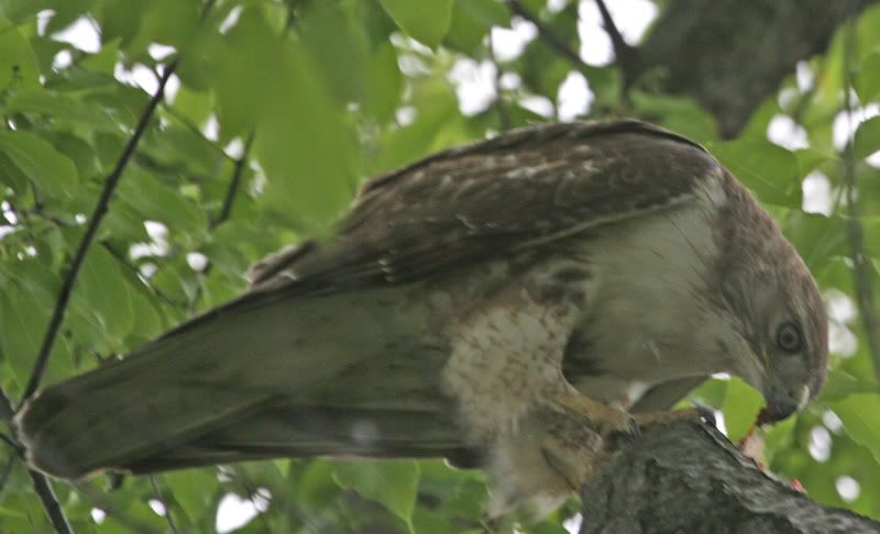 IMAGE: http://img.photobucket.com/albums/v426/sarahbn/may-june%202007/redtail%20eating%20catbird%20in%20yard/IMG_0540_edited-1.jpg
