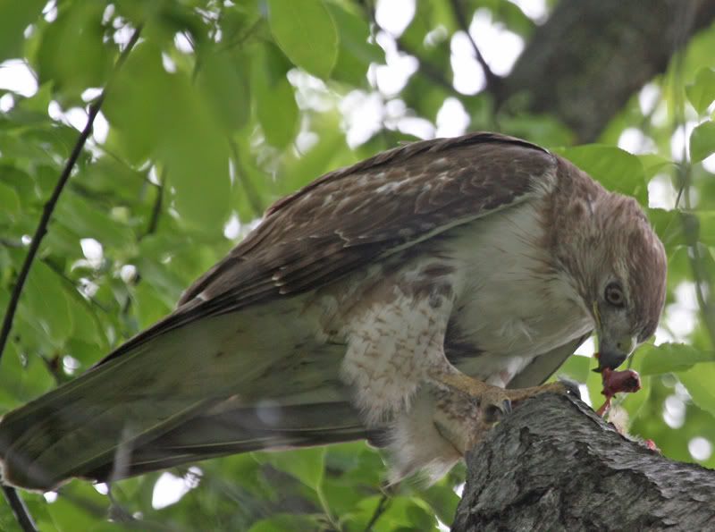 IMAGE: http://img.photobucket.com/albums/v426/sarahbn/may-june%202007/redtail%20eating%20catbird%20in%20yard/IMG_0541_edited-1.jpg