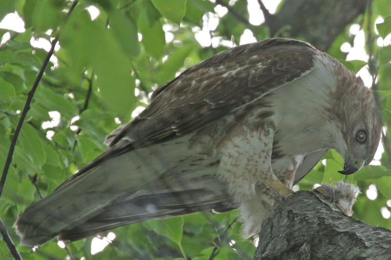 IMAGE: http://img.photobucket.com/albums/v426/sarahbn/may-june%202007/redtail%20eating%20catbird%20in%20yard/IMG_0549_edited-1.jpg