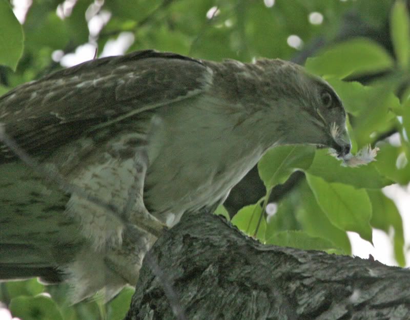IMAGE: http://img.photobucket.com/albums/v426/sarahbn/may-june%202007/redtail%20eating%20catbird%20in%20yard/IMG_0553_edited-1.jpg