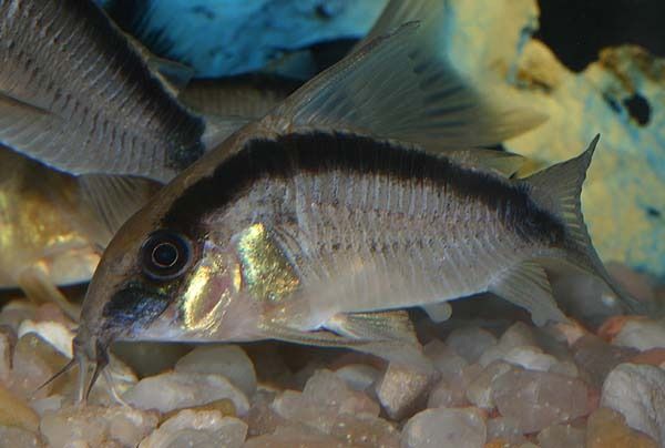 [Imagen: Corydoras%20arcuatus%20Elwin%201939.jpg]