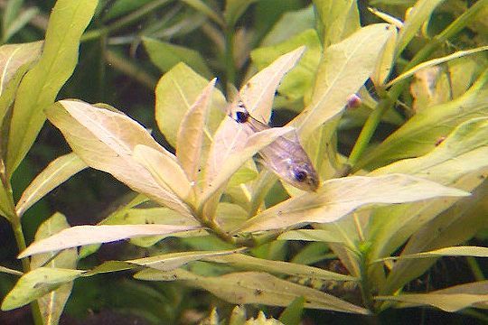 [Imagen: Corydoras%20hastatus%20Eigenmann%20amp%2...88%202.jpg]