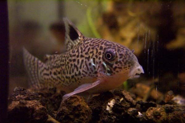 [Imagen: Corydoras%20julii%20Steindachner%201906.jpg]