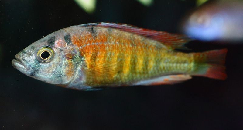 tomato cichlid