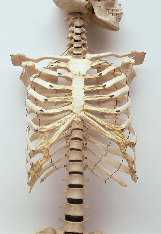 This is a normal ribcage for