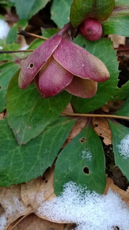  photo WP_20131225_15_52_05_Pro_zps51829c2b.jpg