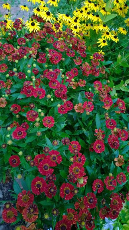  photo WP_20140816_19_08_12_Pro_zps237eb56f.jpg