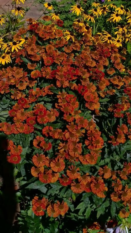  photo WP_20140829_16_30_40_Pro_zpsb376bf82.jpg