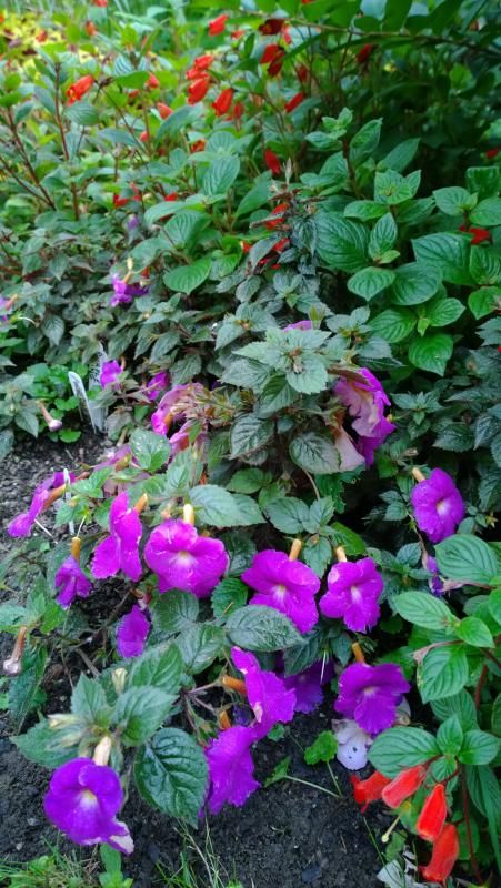  photo WP_20140906_17_32_39_Pro__highres_zps1415743a.jpg