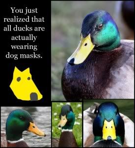 duck-mask-275x300.jpg