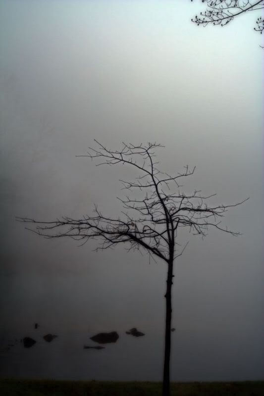 IMAGE: http://img.photobucket.com/albums/v429/vtecjag/blacktree1.jpg