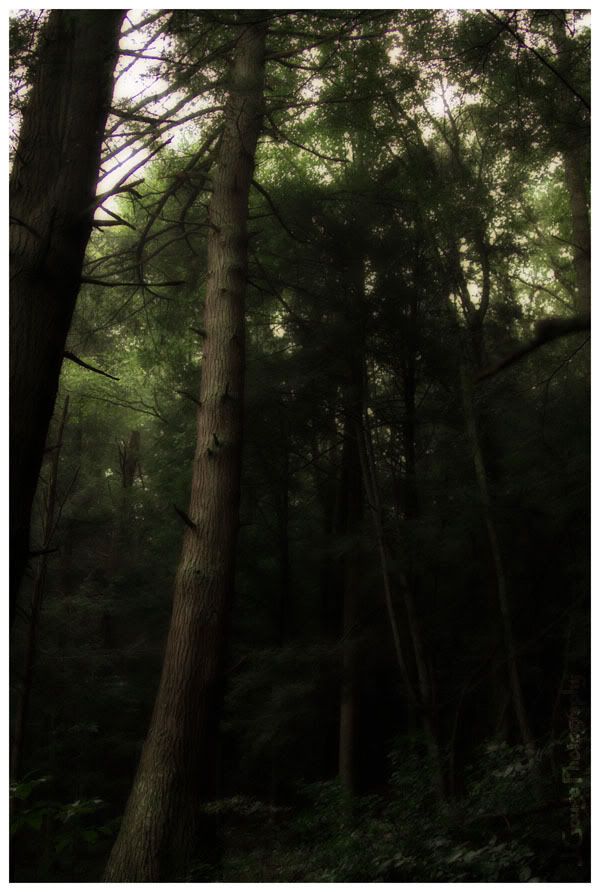 IMAGE: http://img.photobucket.com/albums/v429/vtecjag/forestmidnight.jpg