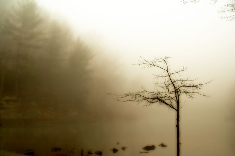 IMAGE: http://img.photobucket.com/albums/v429/vtecjag/goldtree2.jpg