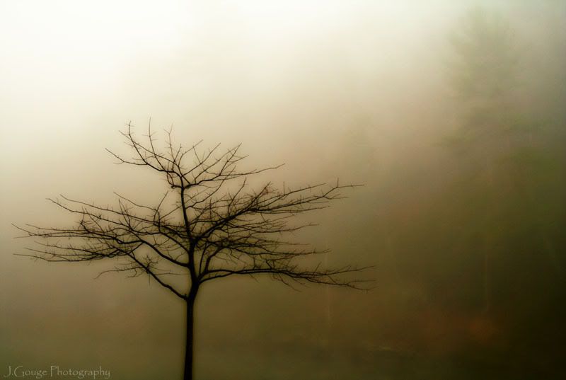 IMAGE: http://img.photobucket.com/albums/v429/vtecjag/goldtree800.jpg