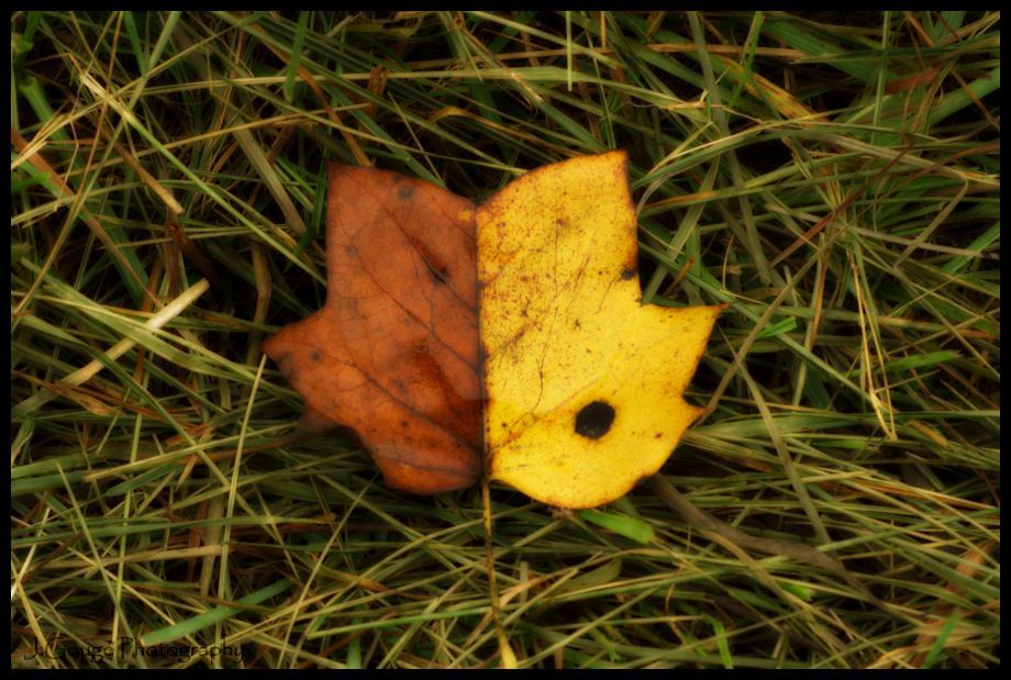 IMAGE: http://img.photobucket.com/albums/v429/vtecjag/leaf1900.jpg