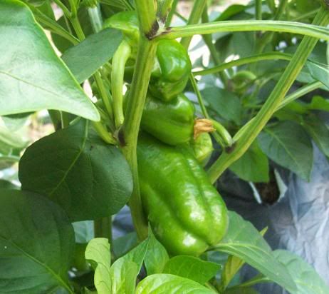 babypeppers2011.jpg