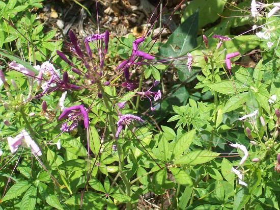 cleome2001.jpg