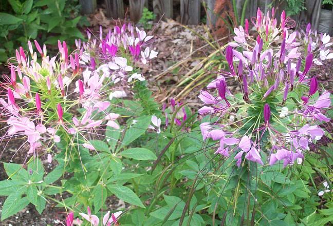 gardenjune232.jpg
