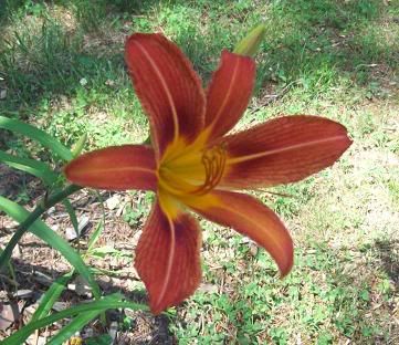 lilies2011.jpg
