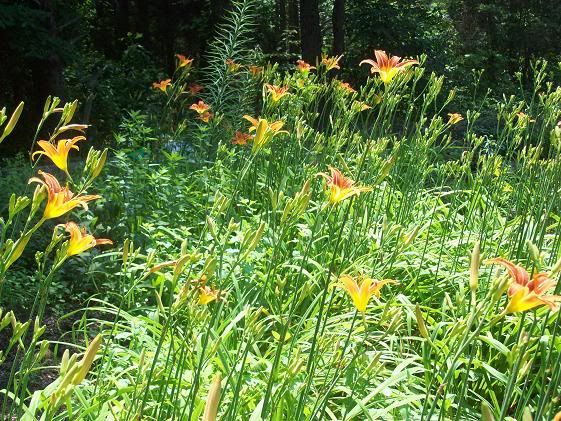 lilies20112.jpg