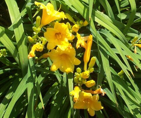 lilies20114.jpg