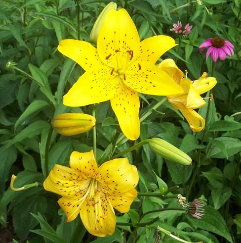 liliesjune23.jpg
