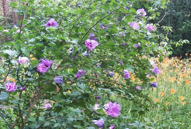roseofsharon.jpg