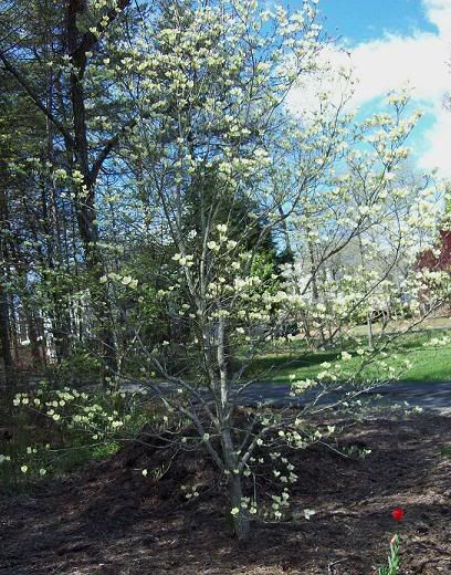 dogwood.jpg