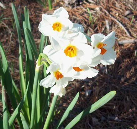 1stflowers2.jpg
