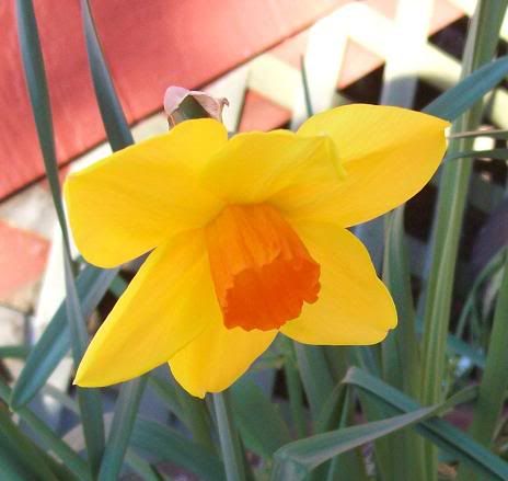 1stflowers3.jpg