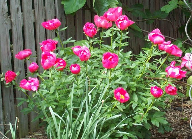 peonies.jpg